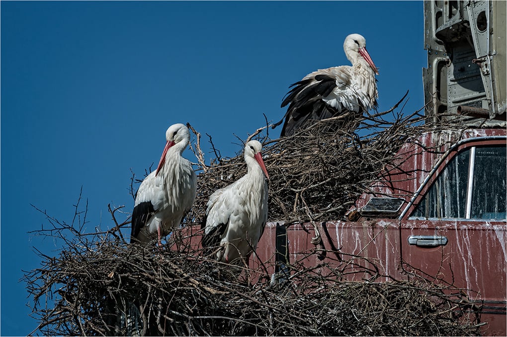 White Storks Nesting