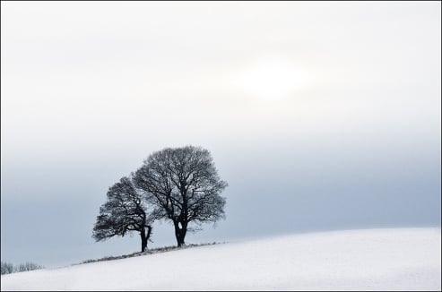 Winter Trees
