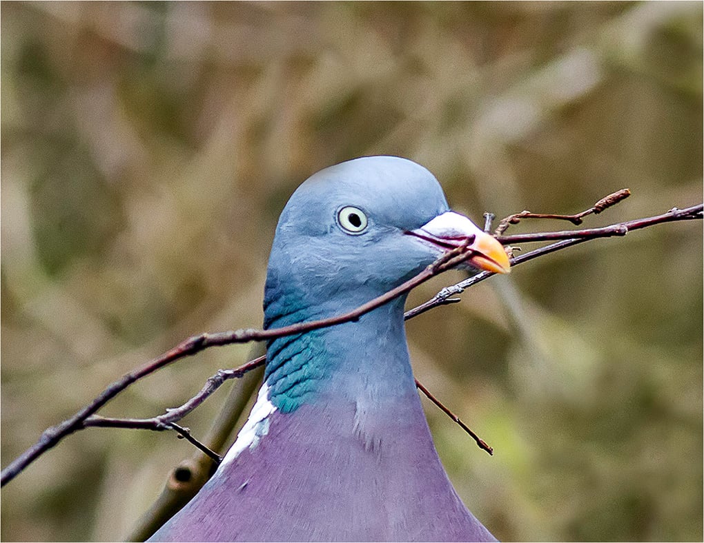 Wood Pigeon with Nesting Materials