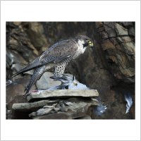 Natural History 2010-11